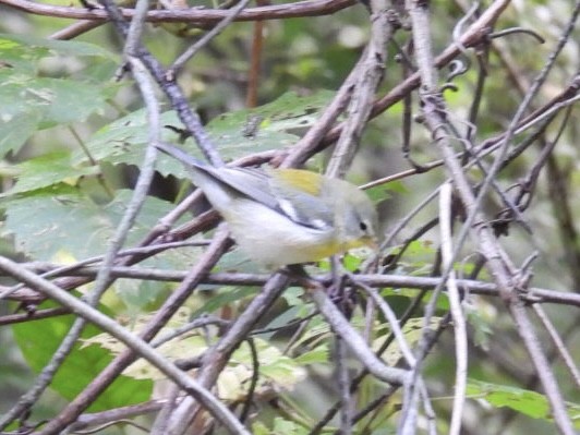 Northern Parula - ML608394394