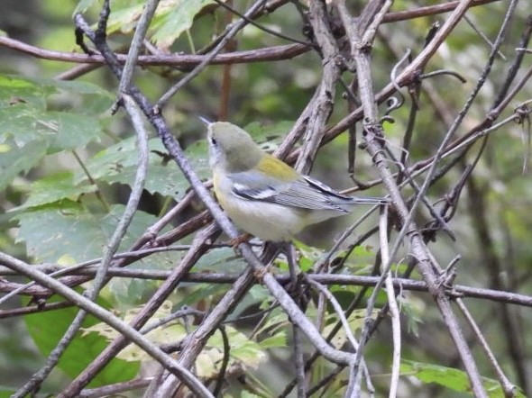 Northern Parula - ML608394395