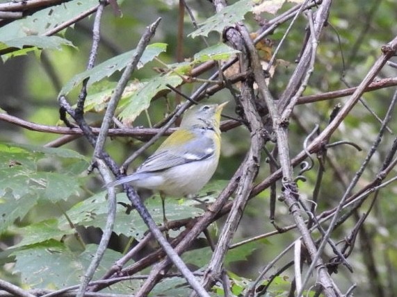 Northern Parula - ML608394396