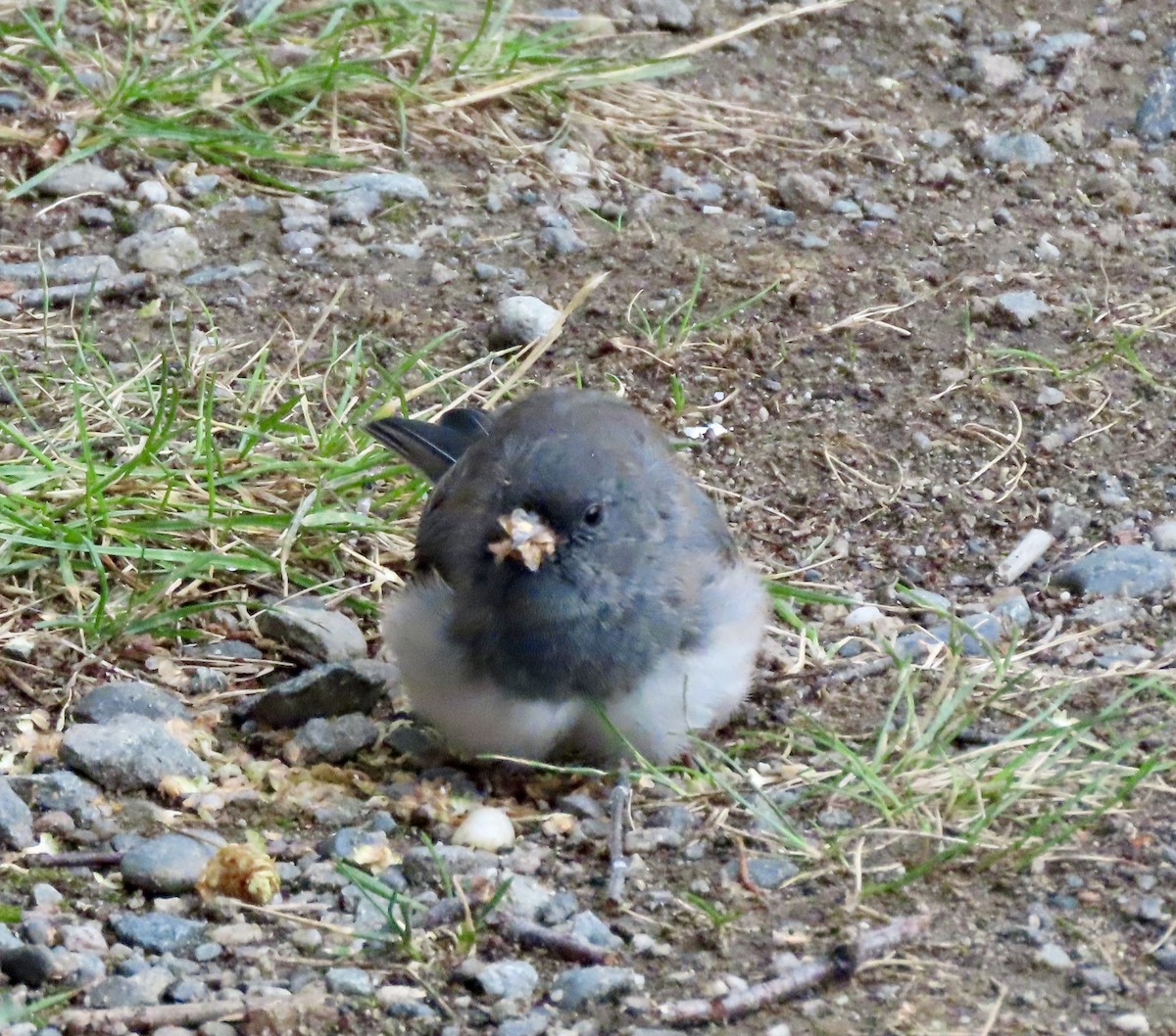 Dark-eyed Junco - ML608394542