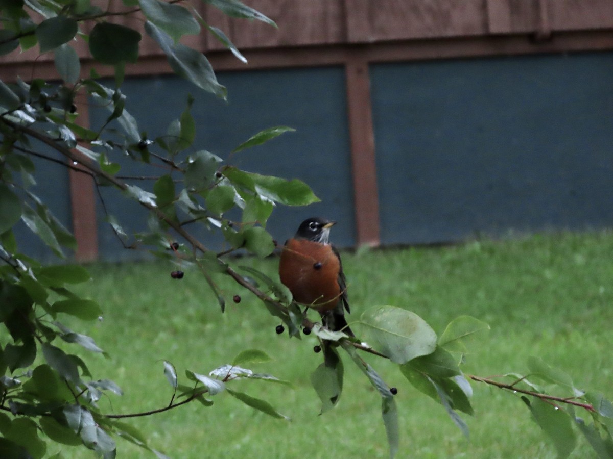 American Robin - ML608394568