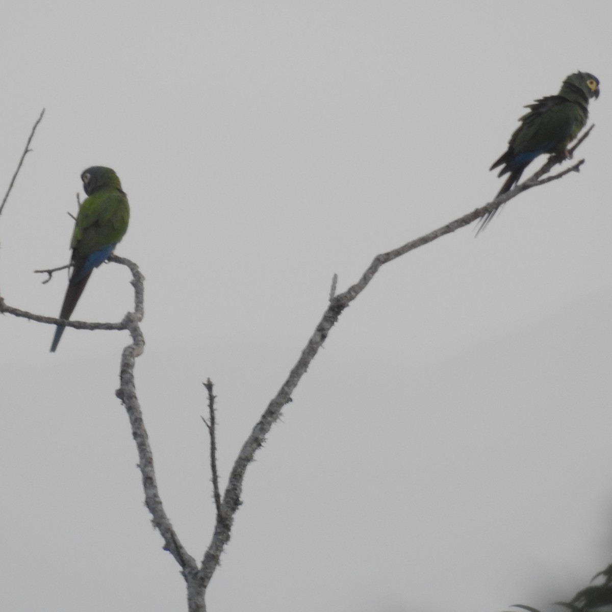 Guacamayo Maracaná - ML608394613