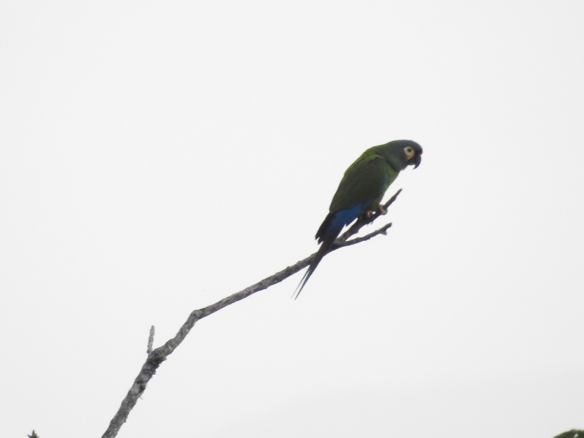 Blue-winged Macaw - ML608394625