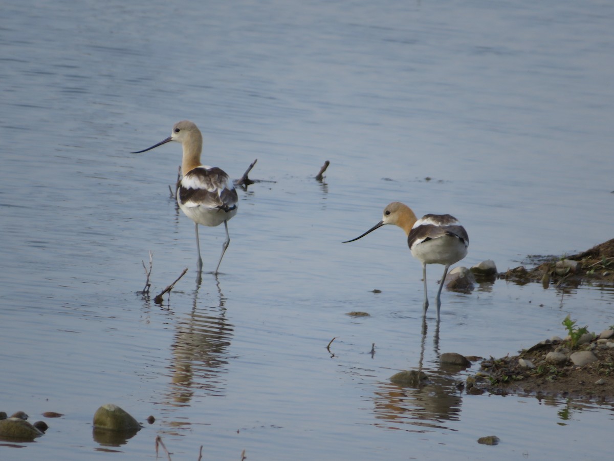 Avoceta Americana - ML608394680