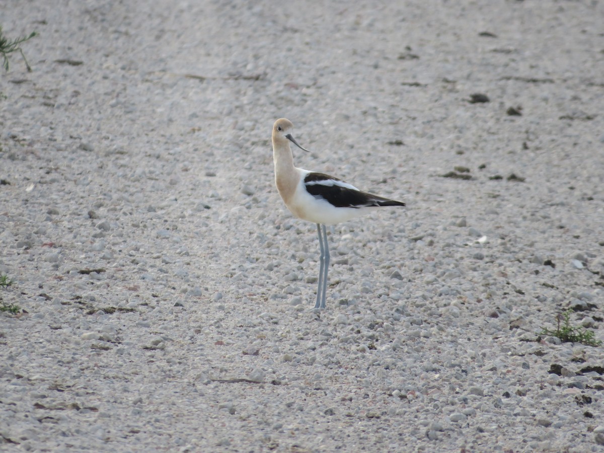 Avoceta Americana - ML608394681