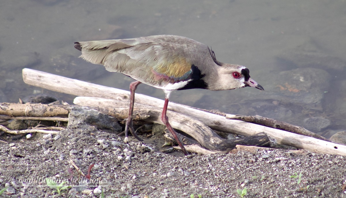 Southern Lapwing - ML608394725