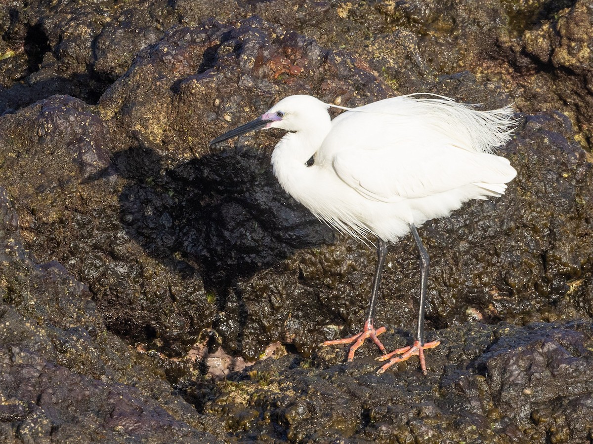 小白鷺 - ML608394749