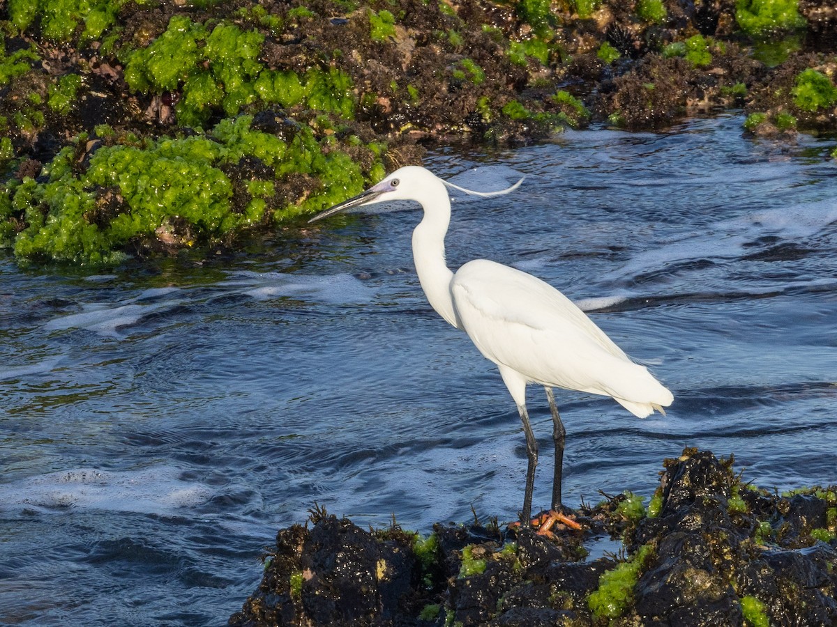 Little Egret - Angus Wilson