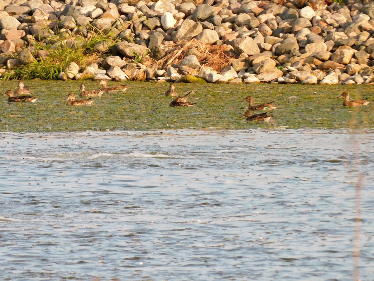 Green-winged Teal - Denis Robert