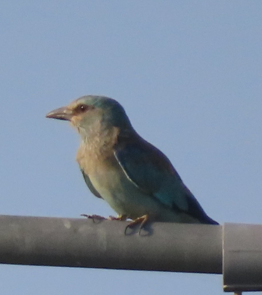 European Roller - Gargi Dalawat