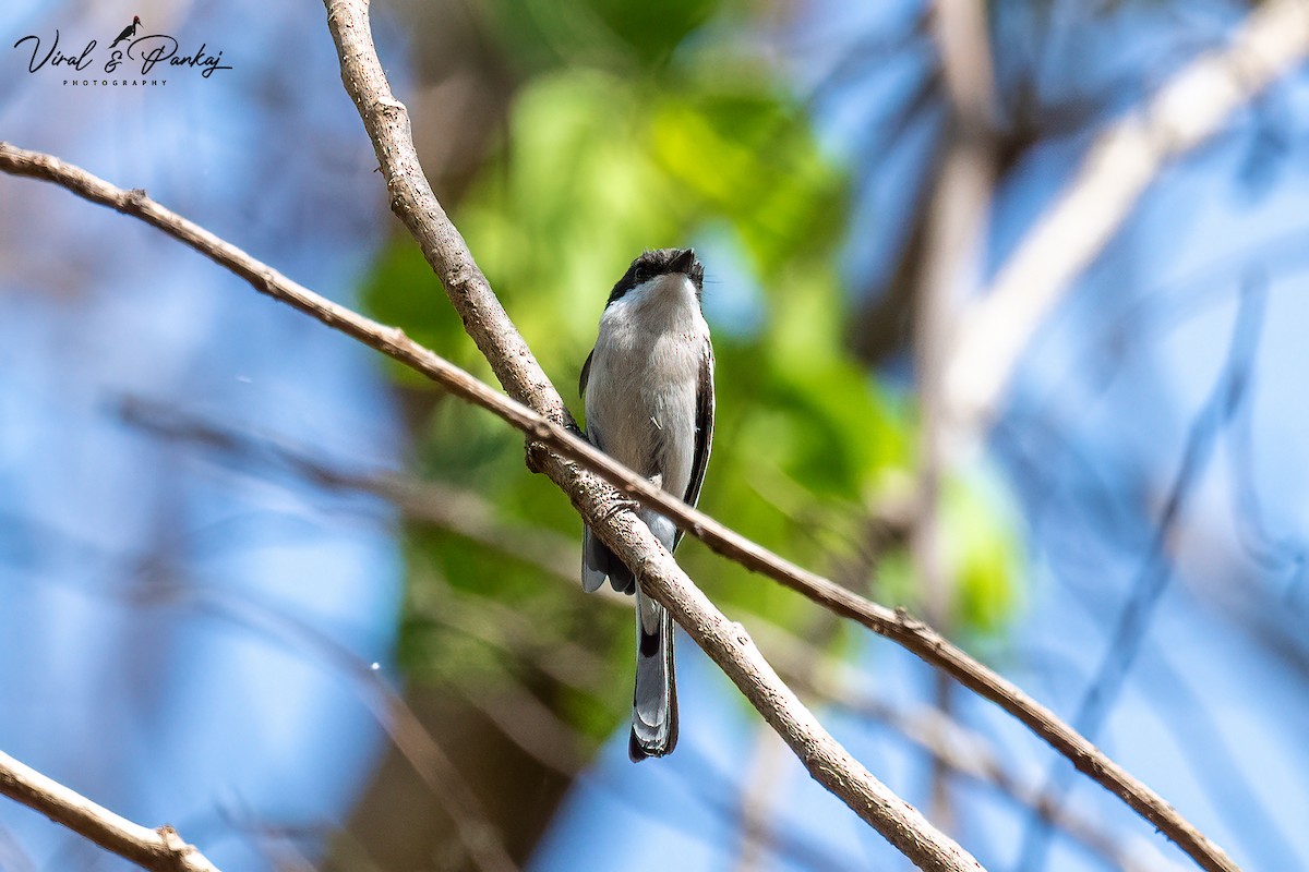 Bar-winged Flycatcher-shrike - Pankaj Maheria