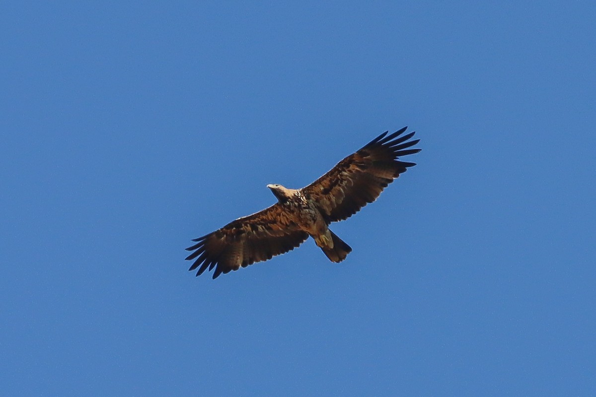 עיט שמש - ML608395260