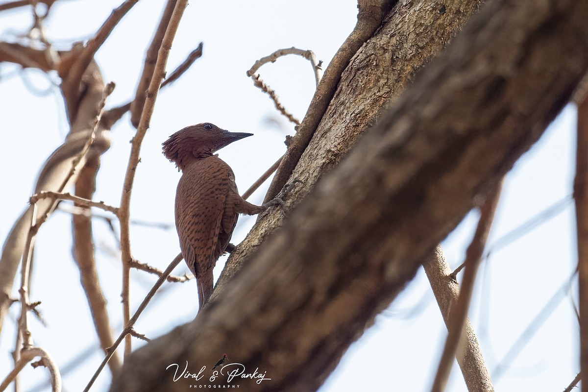 Rufous Woodpecker - Pankaj Maheria