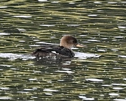 Hooded Merganser - Joe Wujcik