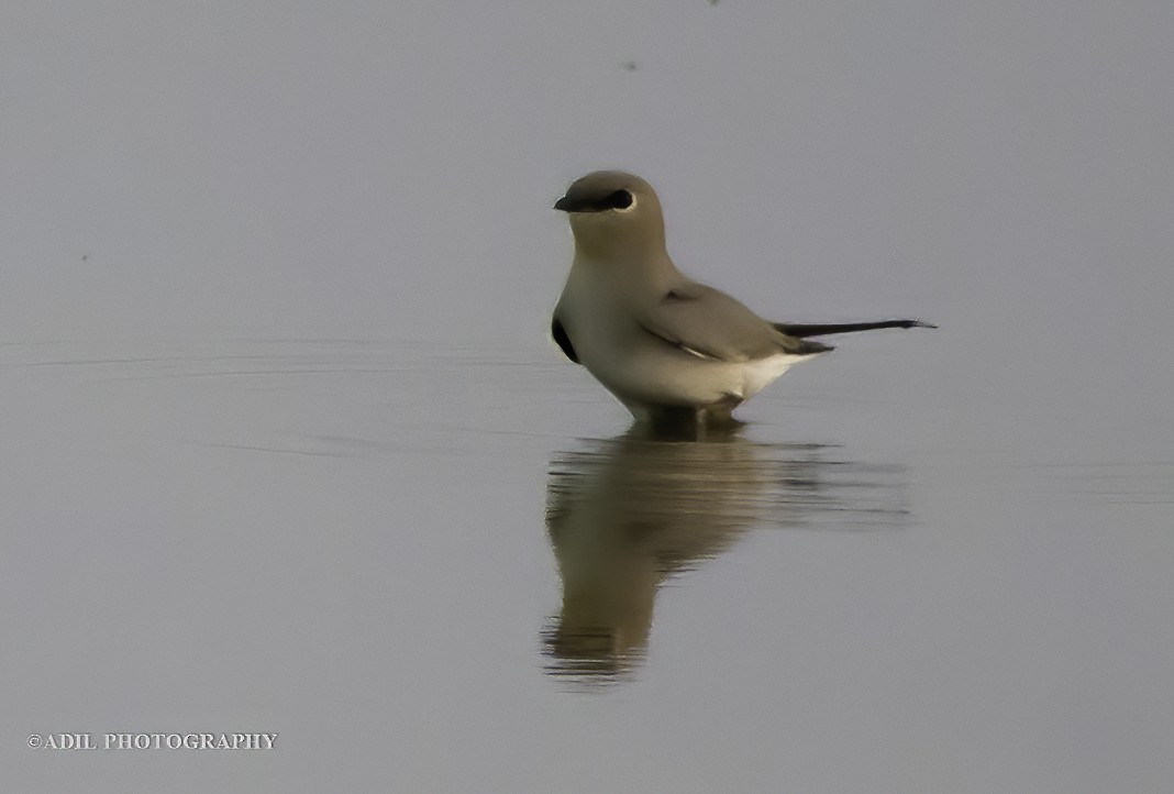 Small Pratincole - Dr. ADIL A