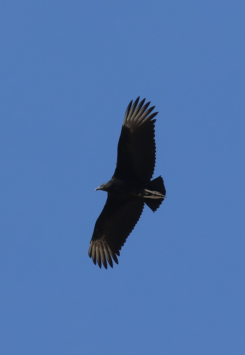 Black Vulture - ML608395438