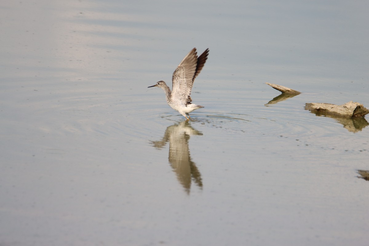 Lesser Yellowlegs - ML608395470