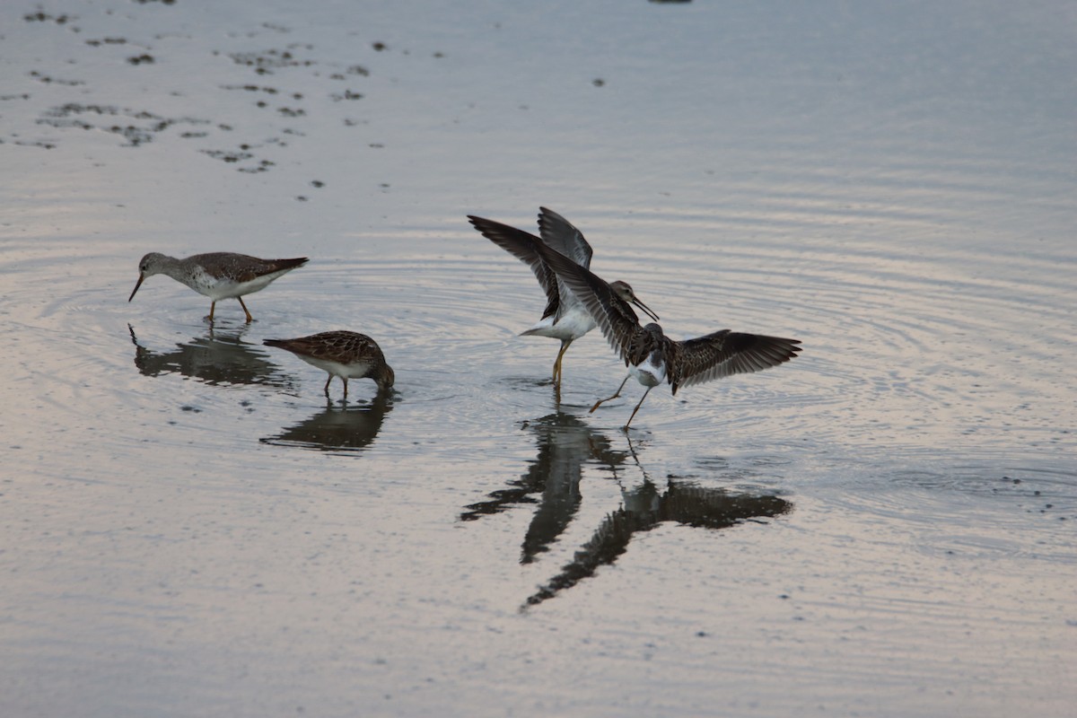 Lesser Yellowlegs - ML608395471