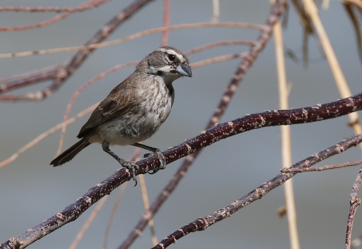 Black-throated Sparrow - ML608395506