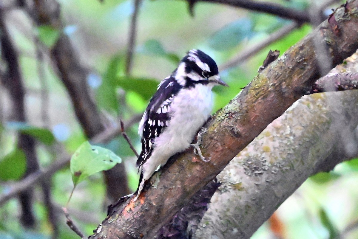 Downy Woodpecker - Q B Schultze