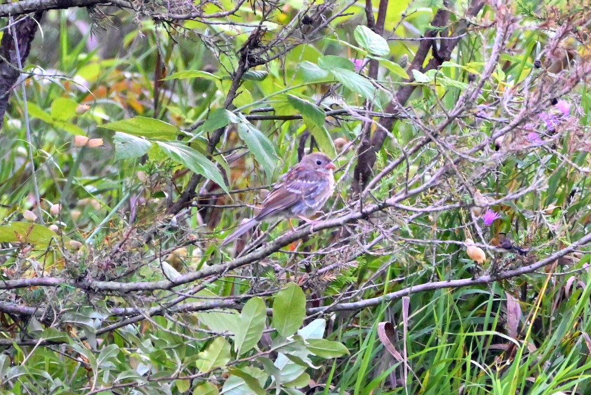 Field Sparrow - Q B Schultze