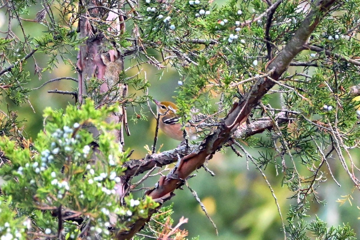 Bay-breasted Warbler - Q B Schultze