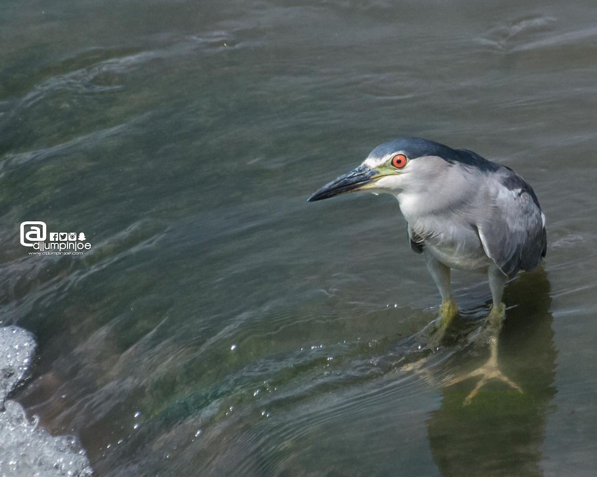 Black-crowned Night Heron - ML608395636