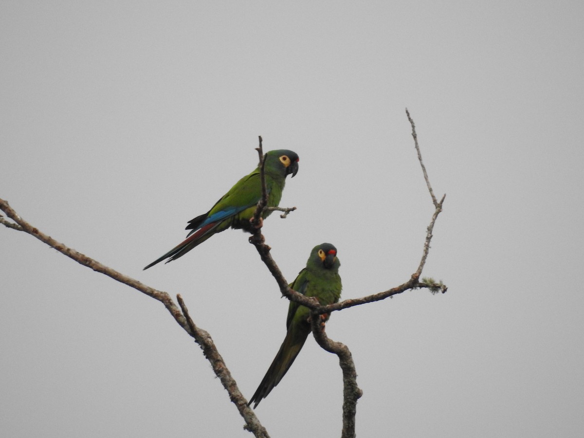 Blue-winged Macaw - ML608395663