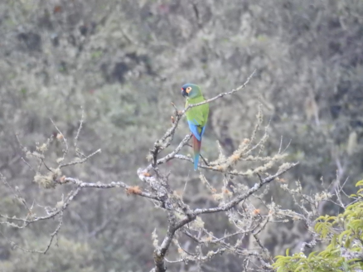 Guacamayo Maracaná - ML608395673