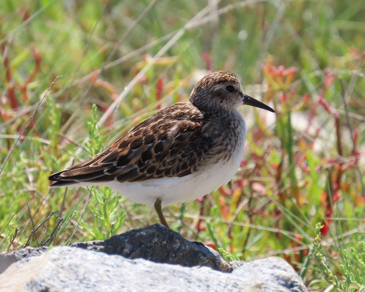 Least Sandpiper - ML608395678