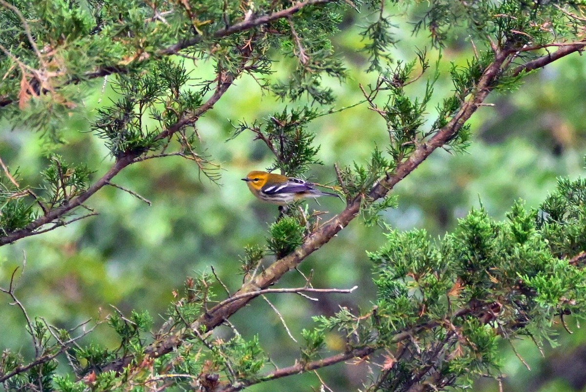 Black-throated Green Warbler - Q B Schultze