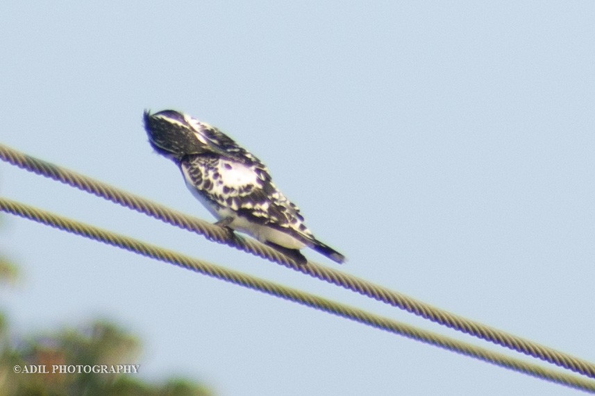 Pied Kingfisher - ML608395736