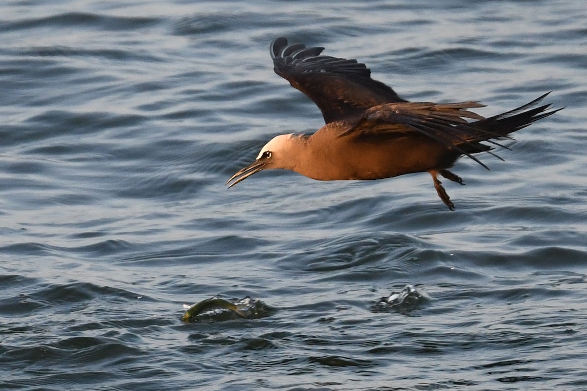 Brown Noddy - ML608395746