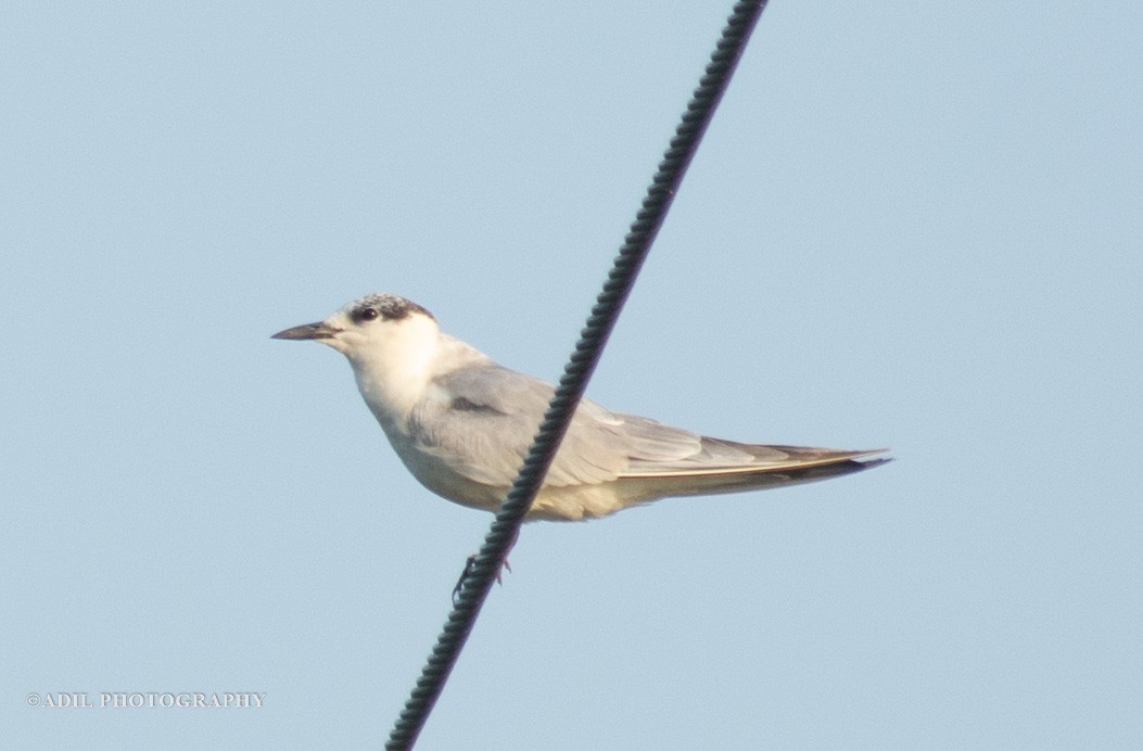 Whiskered Tern - ML608395755