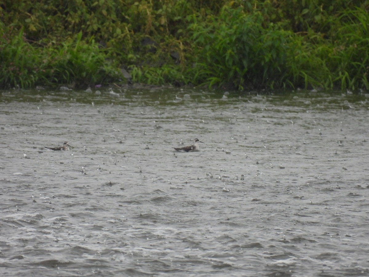 Red-necked Phalarope - ML608395761