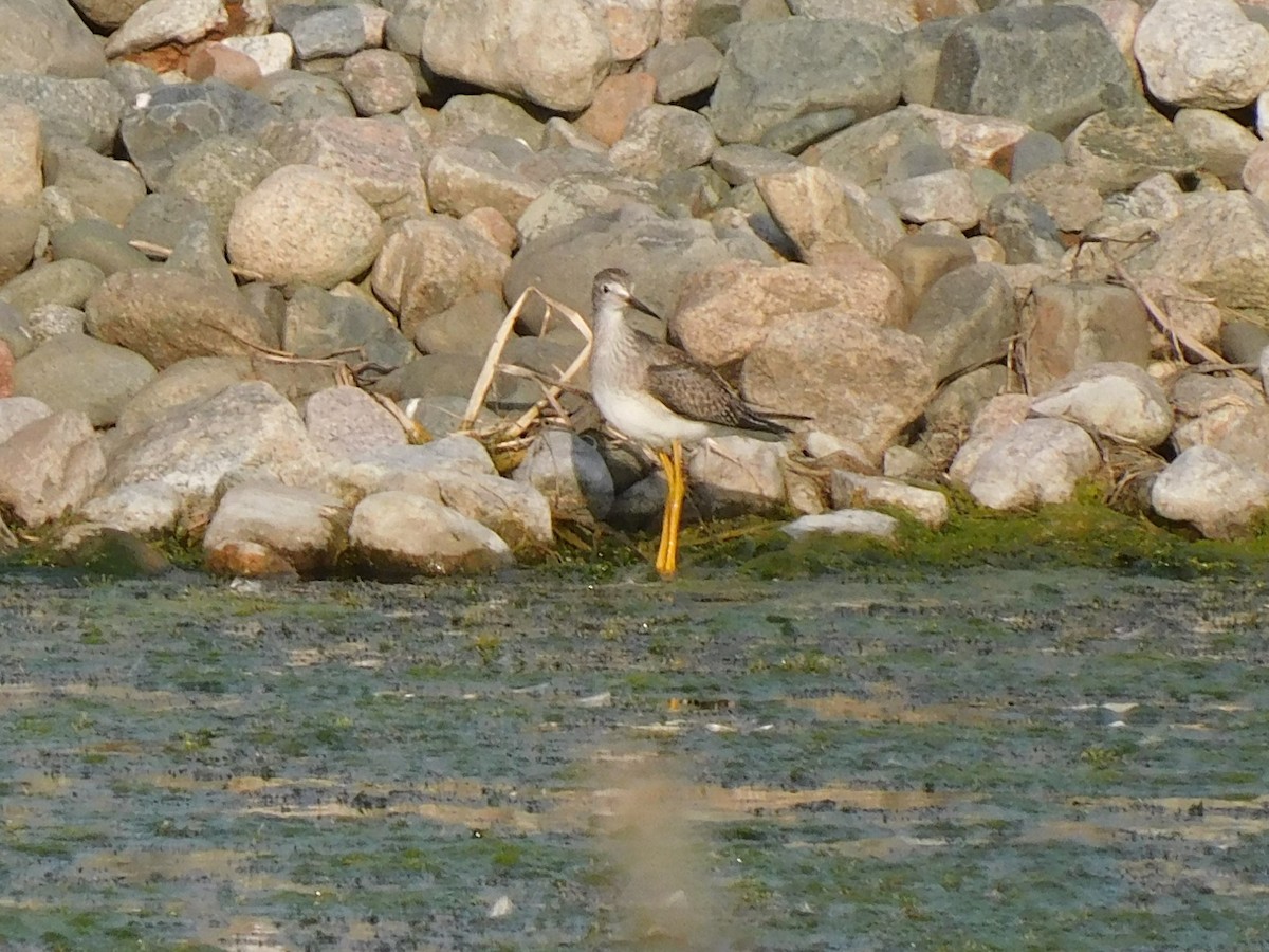 Lesser Yellowlegs - ML608395762