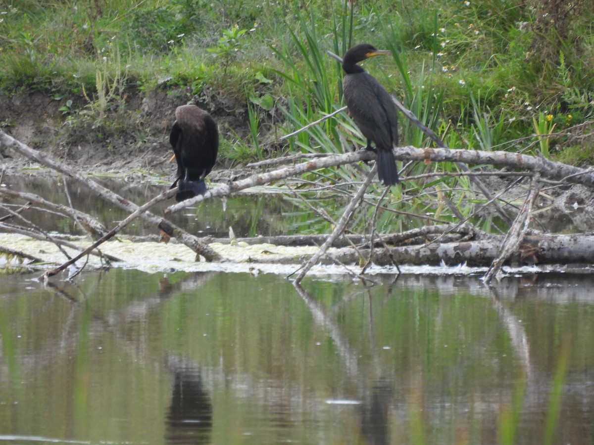 Cormoran à aigrettes - ML608395822