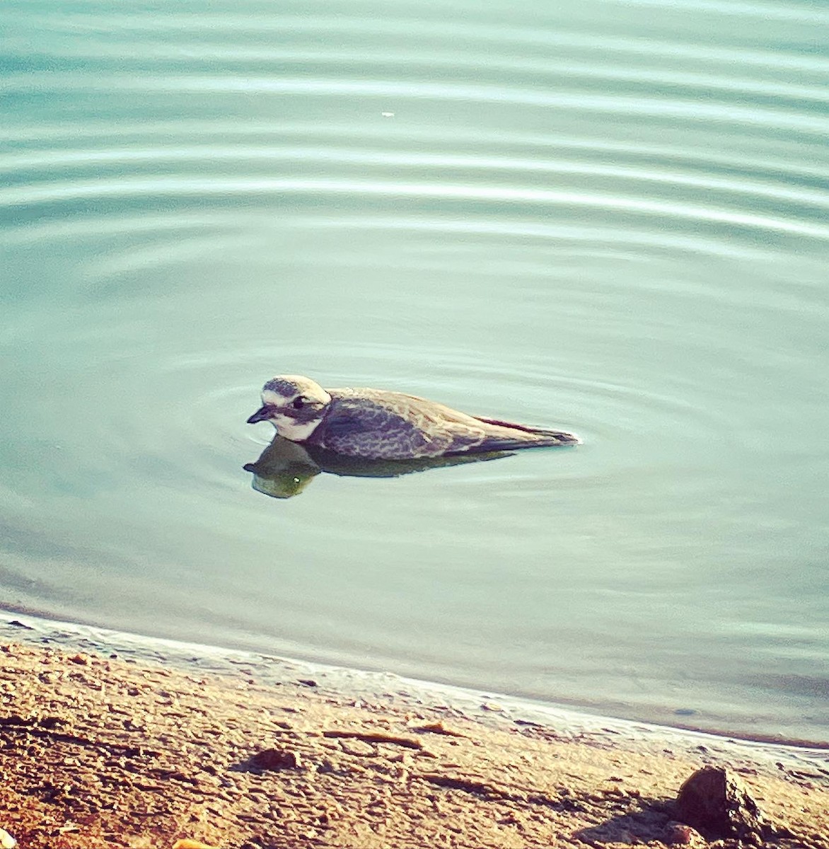 Semipalmated Plover - ML608395857