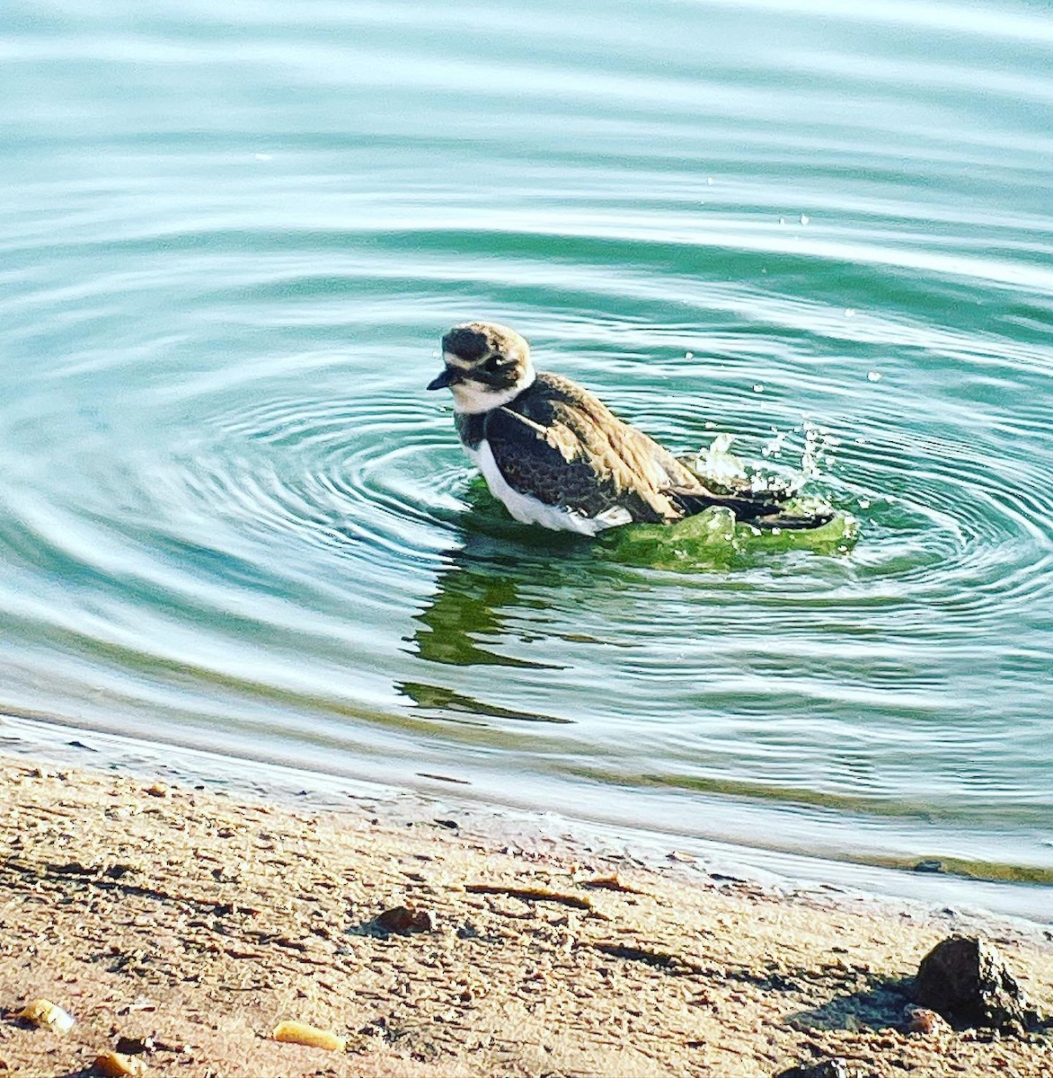 Semipalmated Plover - ML608395859