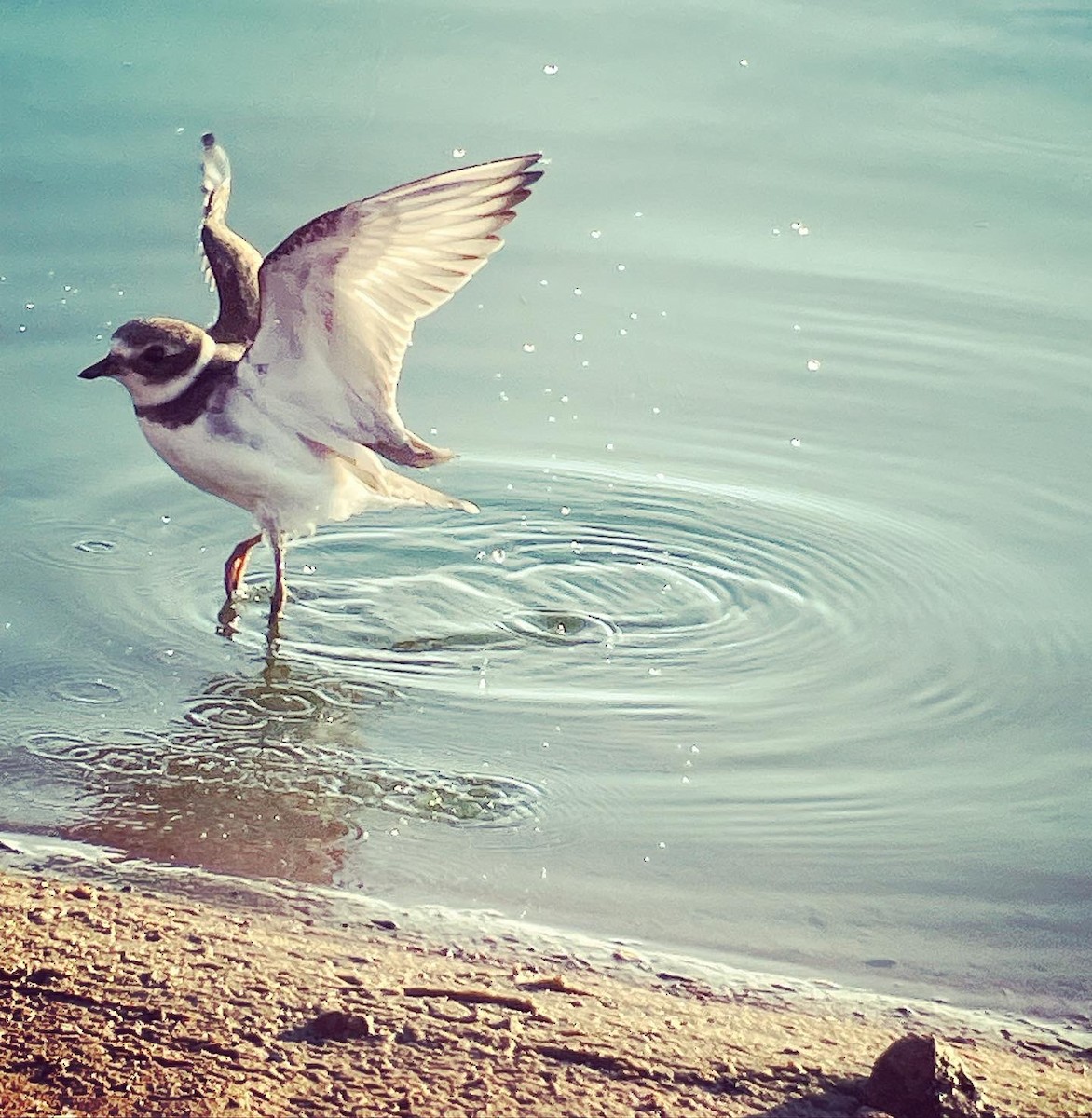 Semipalmated Plover - ML608395862