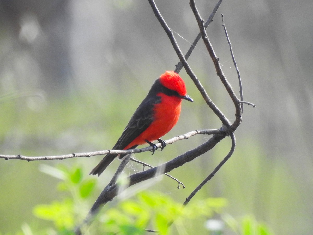 Vermilion Flycatcher - ML608395979