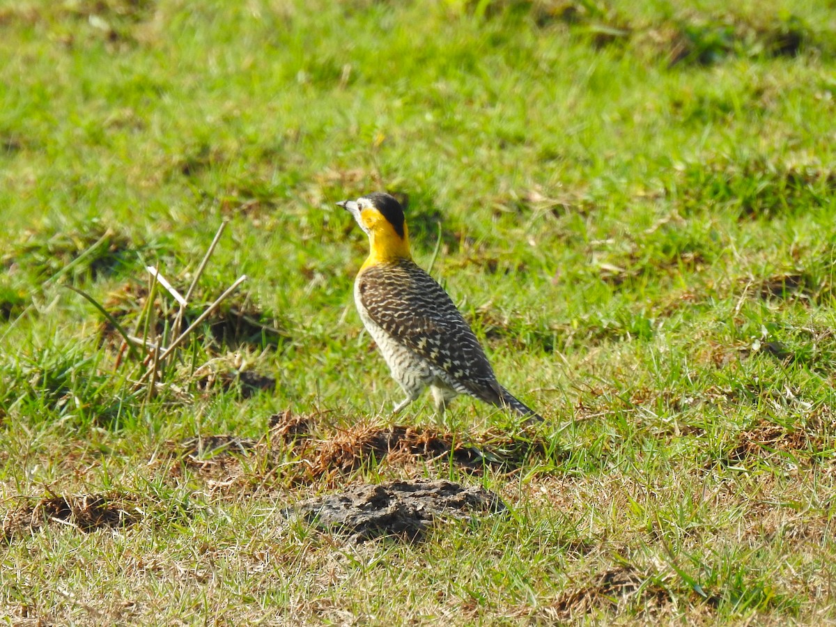 Campo Flicker - Ricardo Centurión