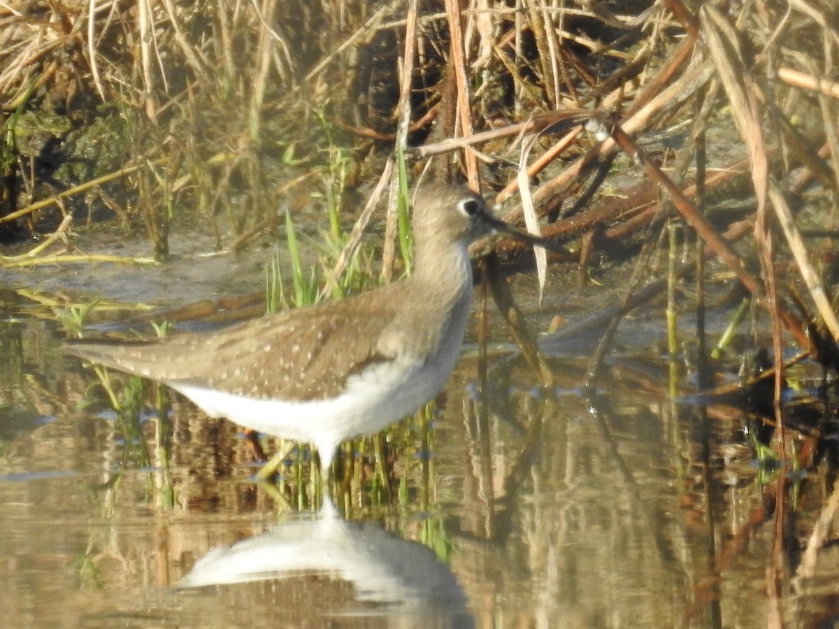 Einsiedelwasserläufer - ML608396025