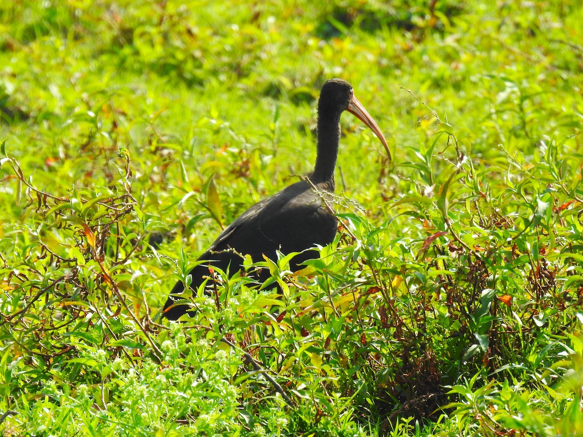 ibis tmavý - ML608396029