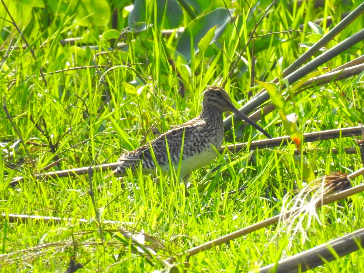 Pantanal Snipe - ML608396050