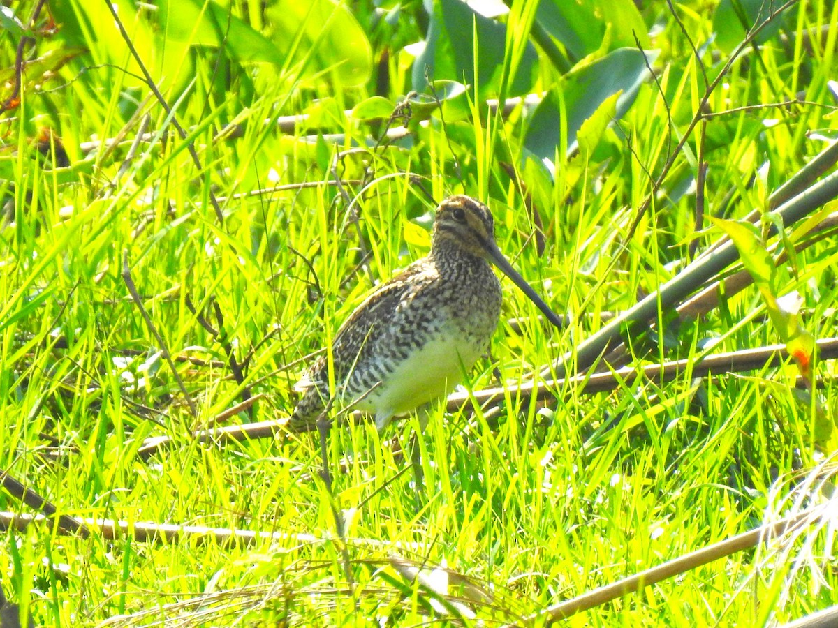 Pantanal Snipe - ML608396052