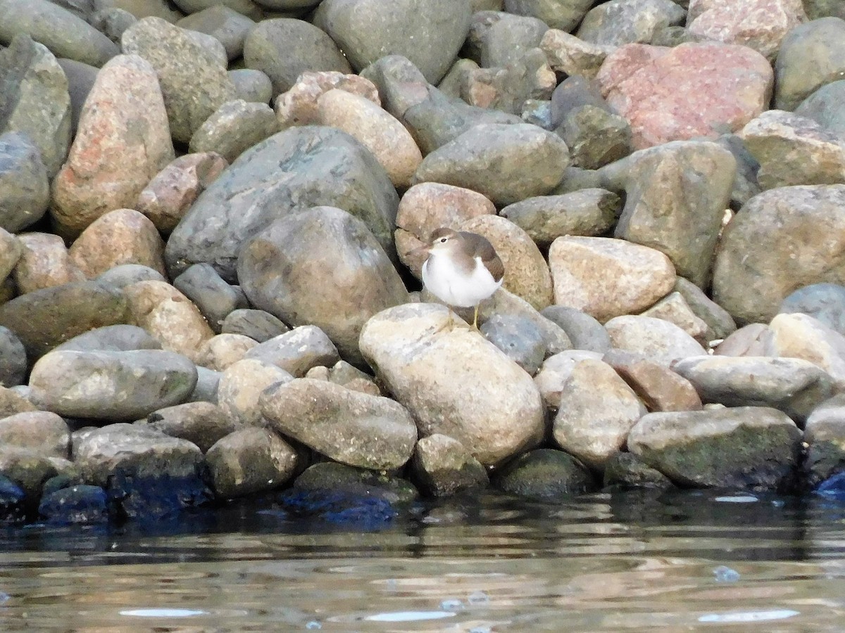 Spotted Sandpiper - ML608396062