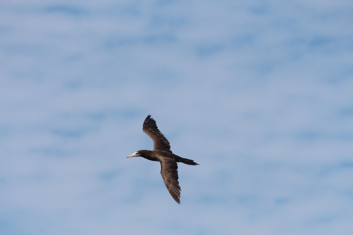 Brown Booby - ML608396089