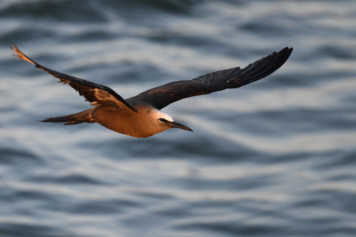 Brown Noddy - ML608396109