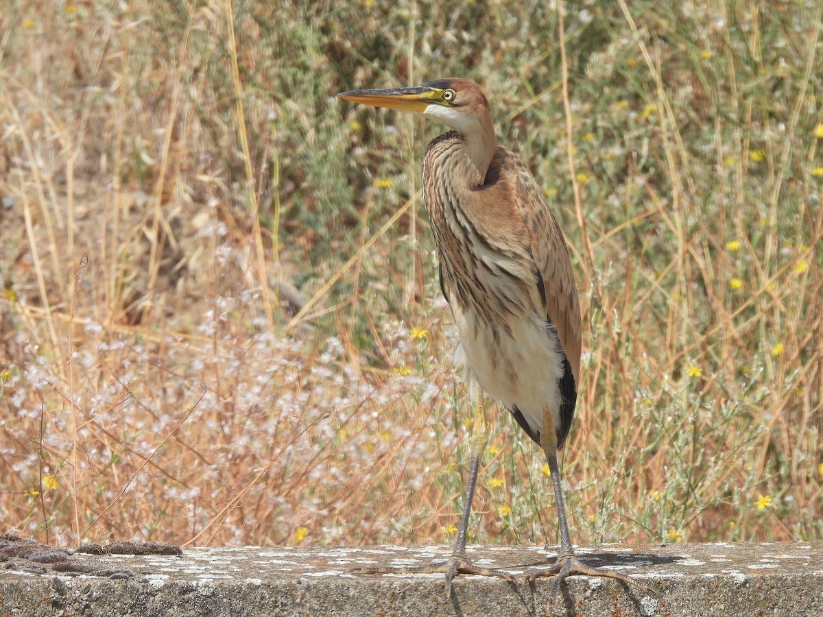 Purple Heron - Miguel Martín Diego